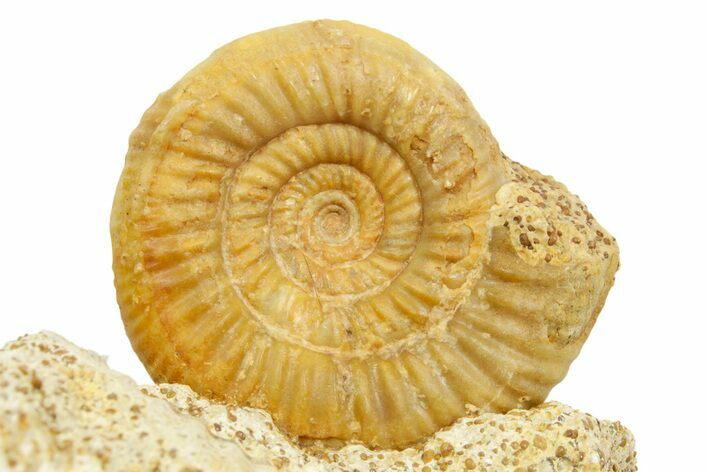 Jurassic Ammonite (Cleistosphinctes) Fossil - Évrecy, France #367863